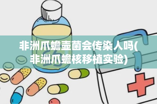 非洲爪蟾壶菌会传染人吗(非洲爪蟾核移植实验)