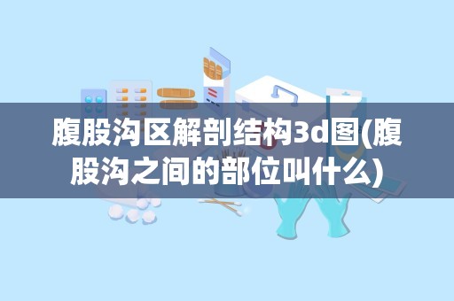 腹股沟区解剖结构3d图(腹股沟之间的部位叫什么)