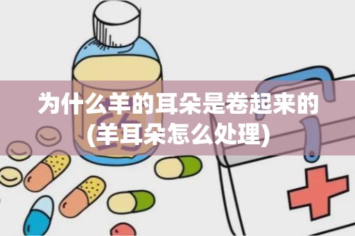 为什么羊的耳朵是卷起来的(羊耳朵怎么处理)