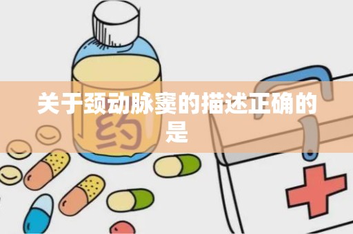 关于颈动脉窦的描述正确的是