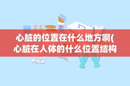 心脏的位置在什么地方啊(心脏在人体的什么位置结构图)