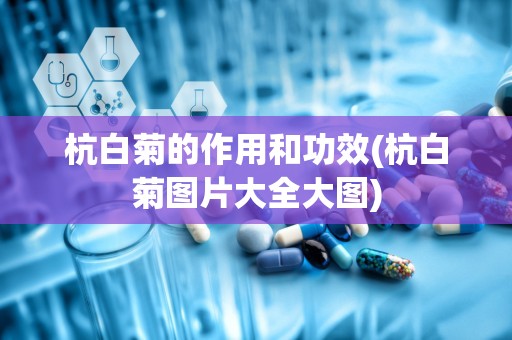 杭白菊的作用和功效(杭白菊图片大全大图)